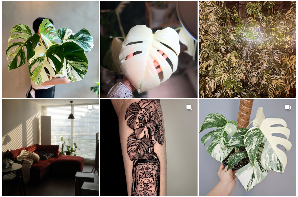 Watching each new Monstera leaf unfurl is like witnessing a little miracle in slow motion